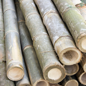 Hot Seller Hot Trending 2025 Postes de bambú Vietnam natural para la construcción con alta calidad y buen precio Hecho en Vietnam - Product Image 4