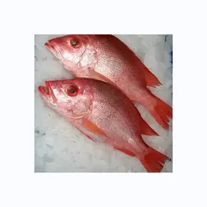 Nouveau Type de produit Poisson Poisson de dorade rouge frais congelé 300-500g pour les importateurs de fruits de mer Poisson de dorade noire de qualité supérieure congelé mer b