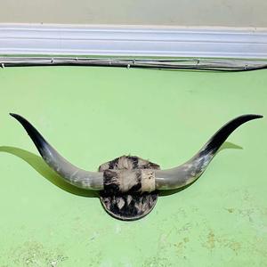 Decoración de Pared de Cuerno de Búfalo Natural, Par de Lámparas de Sal Decorativas Montadas en Cuerno, Venta Caliente por Tradebit - Product Image 5