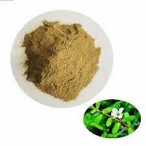 Polvo de extracto de hoja de Bacopa Monnieri orgánico de alta calidad, suministro a granel 20%-50% Bacósidos A + B, extracto de verdolaga falsa - Product Image 2