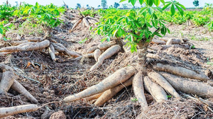 Farine de tapioca biologique premium 2025 - 100% naturelle, nouvelle récolte du Vietnam, vente en gros en vrac en sac - 25 kg/50 kg - Product Image 2