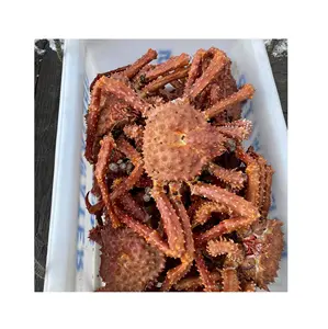 Wholesale Price Supplier of Fresh / Live Norwegian king crab (Seafood) Bulk Stock With Fast Shipping