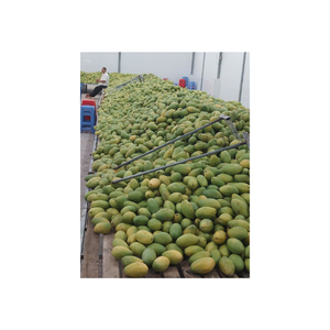 Rodajas de mango congelado de Vietnam IQF sin conservantes 100 por ciento de sabor dulce natural para batidos, jugos y uso culinario - Product Image 4