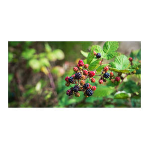 High-<b>quality</b> Wild Berries for Sale Great for Jam, Juice, and Dessert Manufacturers - Product Image 3