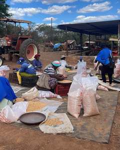 Harina de Maíz Fina Blanca con 99% de Pureza, Empacada a Granel con Larga Vida Útil para Fufu o Recetas de Maíz Dulce Congelado Fresco - Product Image 3