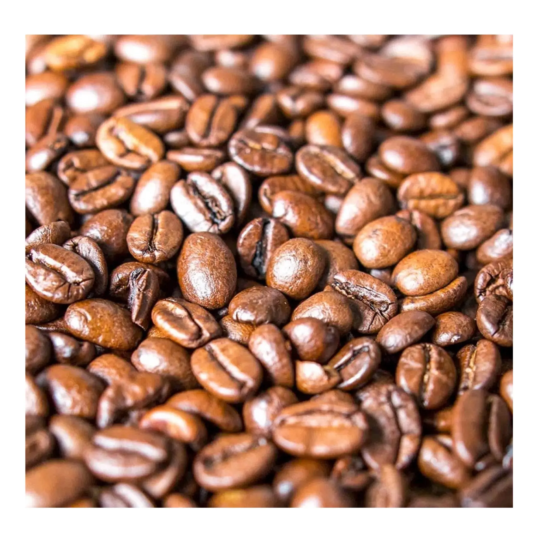 थोक मूल्य पर शीर्ष गुणवत्ता वाली भुना कॉफी बीन्स