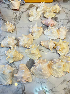 เปลือกหอยวัสดุจากมหาสมุทรเวียดนามใช้สำหรับตกแต่งงานศิลปะของที่ระลึกเครื่องประดับหัตถกรรมและการจัดหาจำนวนมาก - Product Image 2