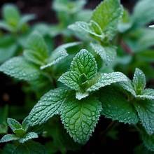 HIERBAS DE MENTA VERDE NATURAL RECIÉN COSECHADAS ETIQUETA LIMPIA PLANTA PURA BASADA PARA APOYO AL SISTEMA INMUNE Y DETOX - Product Image 5