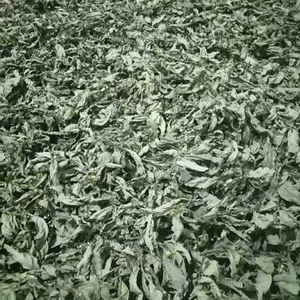 ใบ sida acuta - Product Image 1