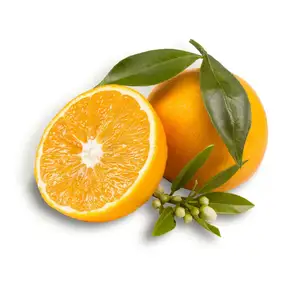 Fresh Valencia/ Fresh Naval Oranges