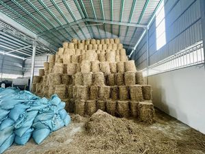 Paquetes de paja de arroz de buena calidad Productos agrícolas Precio atractivo Paja DE TRIGO Alimentación animal - Product Image 5