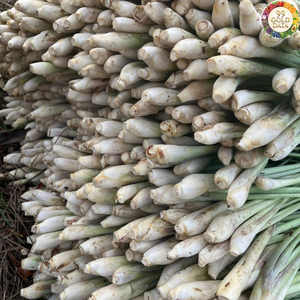 Hierba Limón Fresca de Vietnam, Material de Cosecha Limpia, Apta para Mezclas Alimentarias e Ingredientes Culinarios Diarios - Product Image 6