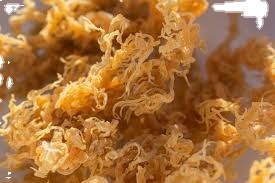 EXPORTACIÓN A GRANEL SEAMOSS SECO DE ALTA CALIDAD DEL PROVEEDOR DE VIET NAM CON PRECIO COMPETITIVO - Product Image 4