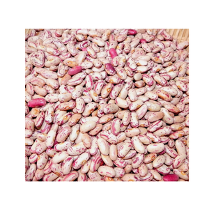 Haricots mouchetés légers de haute qualité à vendre à des prix abordables, idéaux pour des repas sains et de délicieuses recettes - Product Image 5