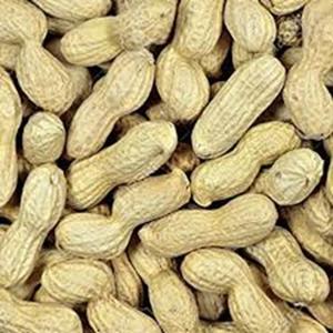 Cacahuetes Tostados Naturales Crudos a la Venta a Precio de Mayoreo - Product Image 5