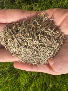Graines de Ryegrass Perennial de Qualité Supérieure, Croissance Rapide, Établissement Rapide, Résistant au Froid (Tetragreen DLF) - Product Image 3