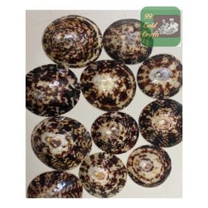 เปลือกหอยทะเลลิมเปตขัดเงาของเวียดนามสำหรับคุณแม่ที่ให้นมบุตรโครงการศิลปะเชิงนิเวศและคอลเลกชันของที่ระลึกจากชายหาดที่สวยงาม - Product Image 5