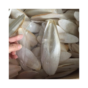 Os de seiche séché naturel approvisionnement en gros pour oiseaux animaux de compagnie bec fort soins de santé prix compétitif exportation - Product Image 1