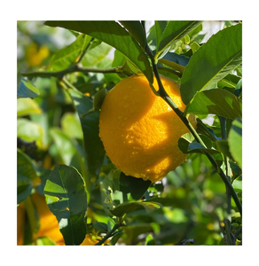 Limón fresco orgánico de alta calidad Venta directa al por mayor a precios razonables Cítricos frescos Venta directa disponible - Product Image 6