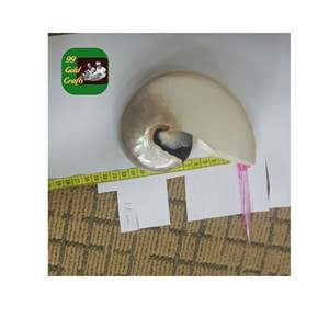 CONCHA DE MAR CON CÁMARA AL POR MAYOR ARTESANÍA HECHA A MANO FIGURAS DECORATIVAS ÚNICAS DE MAR NATURAL ACCESORIO DE DECORACIÓN DEL HOGAR VIETNAM - Product Image 4