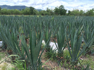 EW Duct roduct Designer AGS isal iiber omen AG alag AG FTS ifts easeasificación roroduct de hailand y hecho - Product Image 5