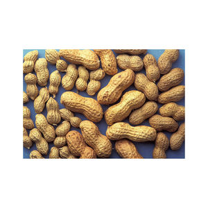 Cacahuetes de piel roja orgánicos de primera calidad al por mayor, cacahuetes secos crudos naturales de la mejor calidad, gran oferta con precio competitivo - Product Image 1