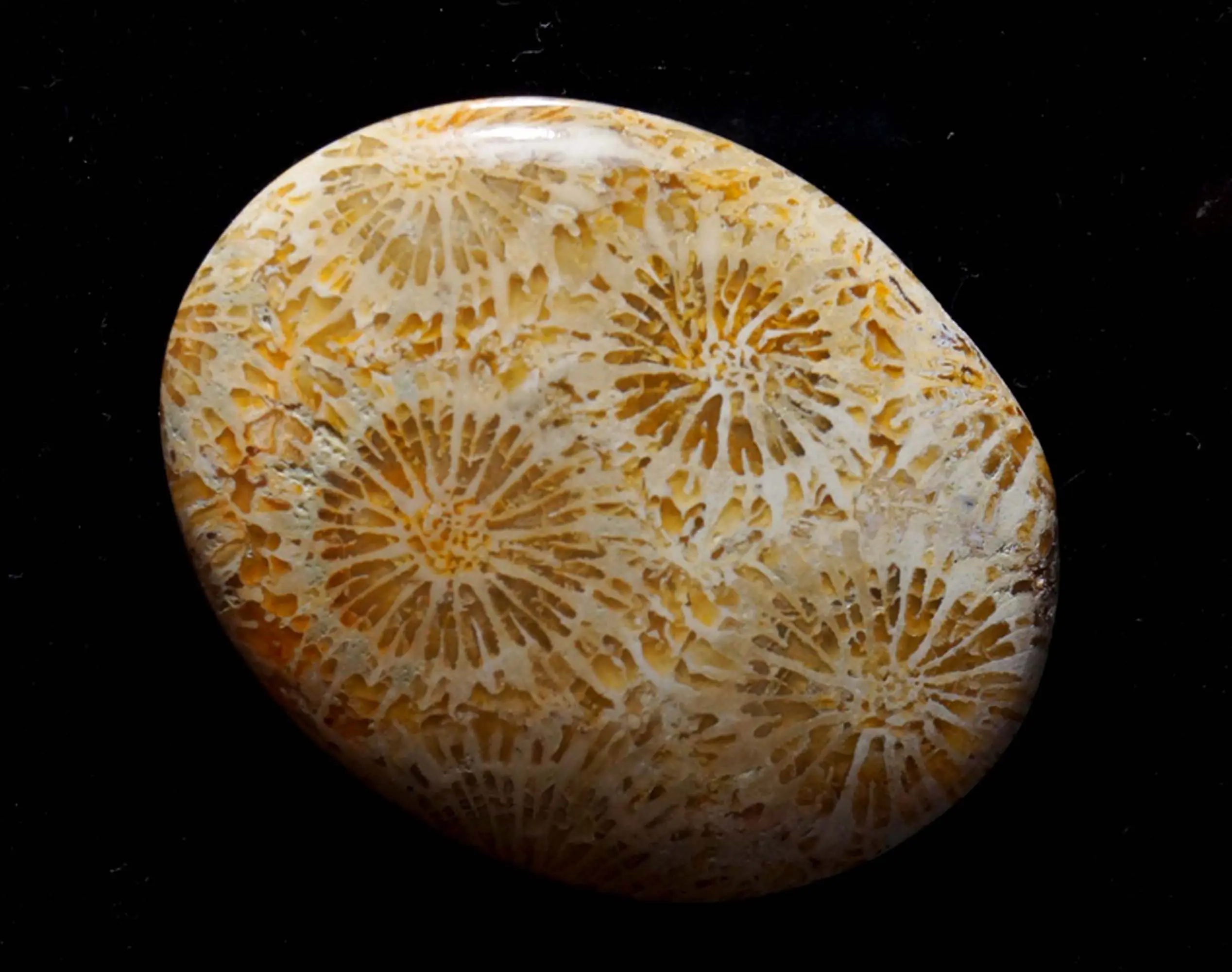 Привлекательный камень из ископаемого коралла, Гладкий полированный камень овальной формы, ископаемый коралловый кабошон, лучший для изготовления ювелирных изделий