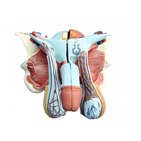 Modèle anatomique du système urogénital masculin, testicules, anatomie, modèle anatomique pour la formation infirmière, matériau PVC CISCO CISCO-128