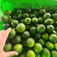 Vietnam Verse Pitloze Citroenen Zorgvuldig Geselecteerd Voor Export Gladde Huid Sappige Smaak Ideaal Voor Culinaire En Drankenindustrie