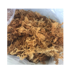 Uvas marinas deshidratadas frescas 100% Embalaje personalizado Fácil de usar Laver salado conservado con agua - Product Image 1