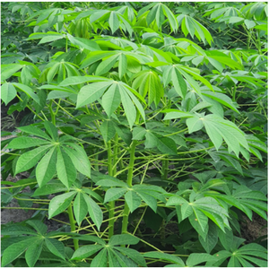 Feuilles de manioc congelées en vrac Qualité supérieure Vente en gros Export Vietnam - Product Image 2