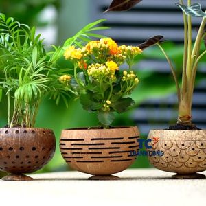 LAS MEJORES VENTAS de cuencos de coco hechos a mano, perfectos para macetas, decoración u opciones de regalo únicas. - Product Image 4