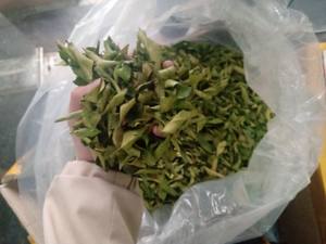 Hojas de lima seca con alto contenido de aceites esenciales, hojas de lima kaffir secas al sol para cosméticos e ingredientes culinarios, precio de fábrica - Product Image 3