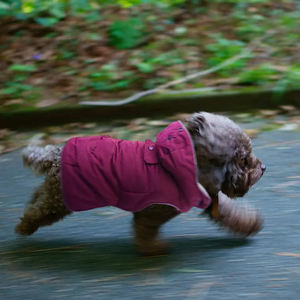 Clothes Pet Hair Free Winter Dog Jacket Vest 2025 Wholesale Custom Multi Color Comfortable Cloth Pet Clothes Dog <b>Hoodie</b> - Product Image 4