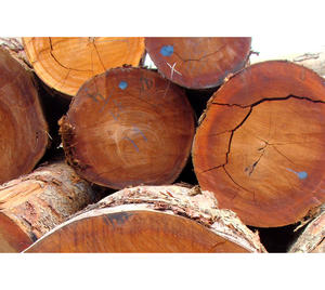 Bûches de noyer en gros pour la construction de bateaux et applications en bois spécialisé, avec une résistance naturelle à la décomposition - Product Image 5