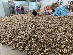 Gingembre frais entier, racine coupée, biologique, pour épices, cuisine indienne et asiatique, distributeur en gros Vietnam, 99GD Pearla 0,5kg 2 - Product Image 4