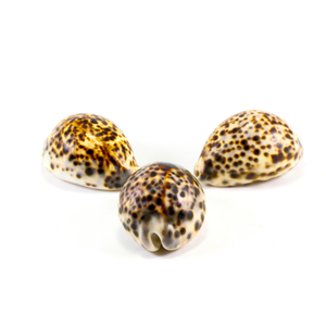 หอยมุกลายเสือเปลือกหอยแกะสลักธรรมชาติแบบเวียดนามมีลวดลายที่เป็นเอกลักษณ์มันวาว - Product Image 4