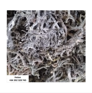 Musgo de mar seco crudo musgo púrpura musgo irlandés EUCHEUMA COTTONII musgo silvestre con/sin sal al por mayor SEAMOSS - Product Image 5