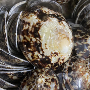 Belle coquille de limpette ovale du Vietnam pour les boutiques de souvenirs de détail, les magasins de cadeaux côtiers, avec des surfaces polies, beauté de l'océan - Product Image 5