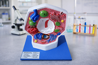 Modelo Anatómico de Célula Animal MAYALAB MPC85 con Componentes de Fibra de Vidrio y Metal para Entrenamiento Médico Escolar, Laboratorios de Biología y Uso en el Aula