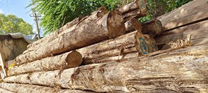Freshly Harvested Cumaru <b>Logs</b> Cumaru <b>Logs</b> for Fresh Processing - Product Image 2