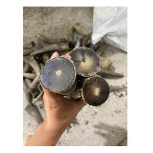 เคล็ดลับรูปเขาควายทำจากเขาควายธรรมชาติปรับแต่งขนาดได้ตามต้องการ - Product Image 4