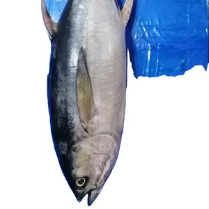 פרימיום קפוא yellowfin טונה עם מחיר תחרותי/bluk קפוא yellowfin <span class=keywords><strong>albacore</strong></span> טונה דגי סלילי ארוחה