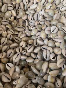 Cuentas de concha de cauri natural a granel para la venta Producto de conchas de cauri blancas secas y limpias de Vietnam Precio de decoración de playa - Product Image 2