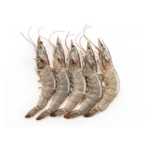 100% Top Grade Wholesale Frozen shrimps For Sale In Cheap Price Top Grade Wholesale Frozen shrimps For Sale In Cheap Price