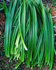 Feuilles de Pandan Surgelées IQF du Vietnam Qualité Fraîche Naturelle Fournisseur d'Exportation - Product Image 1