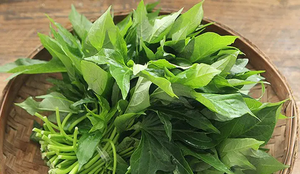 Feuilles de patate douce verte congelées, ingrédient pour les marques alimentaires naturelles et les importateurs - Product Image 2