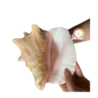 Offre Spéciale grande coquille de conque rose artisanat naturel de haute qualité pour la décoration de la maison casque poli grande taille haut artisanat