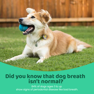 Venta caliente OEM/ODM 1Ltr Pet Tag Private Label Precio al por mayor Producto de aliento de perro fresco que defiende contra la placa y el sarro - Product Image 5