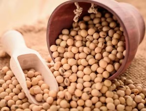 High Quality Premium Natural Non-GMO Yellow <b>Soybean</b> Seeds (Soya Bean/Soy Beans) Bulk Dried <b>Soybeans</b> Grain 25kg 24 Months Shelf - Product Image 5